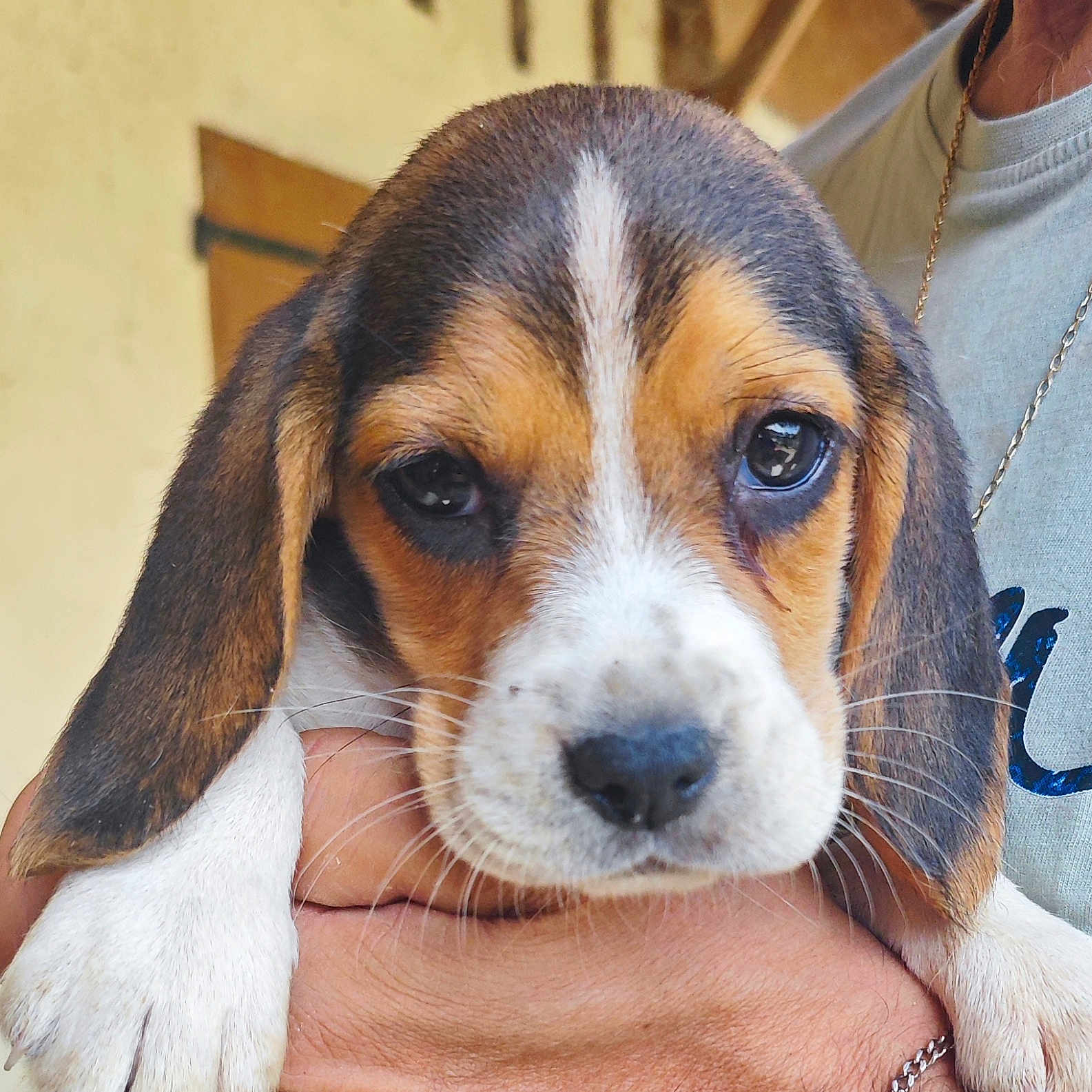 Betty participe au concours pour gagner de l'argent avec cette photo : beagle, puppy, dog, pet, animal, tricolor, floppy_ears, brown_fur, white_fur, black_fur, white_blaze, portrait, closeup, soulful_eyes, being_held, human, outdoor, doorway, cute, photography