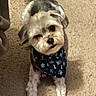 dog, small_dog, bandana, pet, carpet, indoor, cute, looking_up, fur, animal, canine, friendly, curious, sitting, companion, domestic_animal, mammal, face, expression, paw