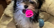 Cashew joined the competition — help win amazing prizes! animal, bed, blurred, companion, cozy, cute, dog, domestic_animal, fur, furniture, fuzzy, indoor, mouth, pet_bed, pink_toy, playful, puppy, resting, small_dog, toy