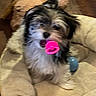 dog, puppy, pet_bed, toy, pink_toy, fur, indoor, cute, small_dog, animal, playful, cozy, fuzzy, blurred, mouth, bed, resting, domestic_animal, companion, furniture