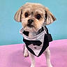Cashew joined the competition — help win amazing prizes! animal, blue_background, bow_tie, brown_fur, costume, cute, dog, fashion, floppy_ears, formalwear, funny, pet, pink_background, portrait, sitting, small_dog, standing, studio_photo, tuxedo, white_fur