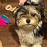 dog, puppy, fluffy, fur, toys, wooden_floor, indoor, pet, cute, curious, black_fur, white_fur, tan_fur, playful, small_dog, animal, companion, looking_up, home, adorable