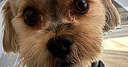 Cashew is registered to the contest to win money with this photo: dog, close_up, pet, collar, fluffy, cute, small_dog, indoor, animal, face, brown_eyes, fur, adorable, portrait, domestic_animal, looking_at_camera, canine, companion, young_dog, cute_pet