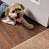 Cashew is registered to the contest to win money with this photo: black_fur, brown_fur, carpet, collar, cute, dog, door, floor, fluffy, harness, home, indoor, long_hair, lying_down, pet, portrait, small_dog, tongue_out, white_fur, wood_floor