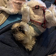 Cashew joined the competition — help win amazing prizes! bed, belly_up, blanket, cozy, dog, fluffy, funny_pose, harness, indoor, lying_down, open_mouth, paws, pet, playful, portrait, puppy, small_dog, teeth, upside_down, white_fur