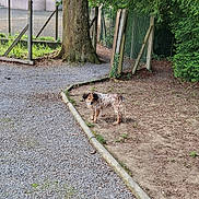 Orane participe au concours pour gagner de l'argent avec cette photo : dog, outdoor, gravel_path, dirt, tree, fence, greenery, nature, pet, canine, animal, park, yard, curious, standing, leaves, bark, daylight, grass, quiet