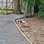 dog, outdoor, gravel_path, dirt, tree, fence, greenery, nature, pet, canine, animal, park, yard, curious, standing, leaves, bark, daylight, grass, quiet