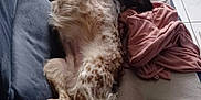 Orane participe au concours pour gagner de l'argent avec cette photo : dog, couch, blanket, pillow, indoor, spotted_dog, relaxed, pet, fur, floor_tiles, domestic, resting, canine, cozy, looking_at_camera, living_room, soft_furnishing, casual, animal, home