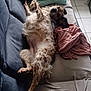 dog, couch, blanket, pillow, indoor, spotted_dog, relaxed, pet, fur, floor_tiles, domestic, resting, canine, cozy, looking_at_camera, living_room, soft_furnishing, casual, animal, home