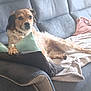 dog, couch, pillow, blanket, relaxed, indoor, pet, fur, resting, home, canine, comfort, seated, looking, cozy, furniture, animal, domestic, living_room, laying_down
