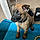 Nala