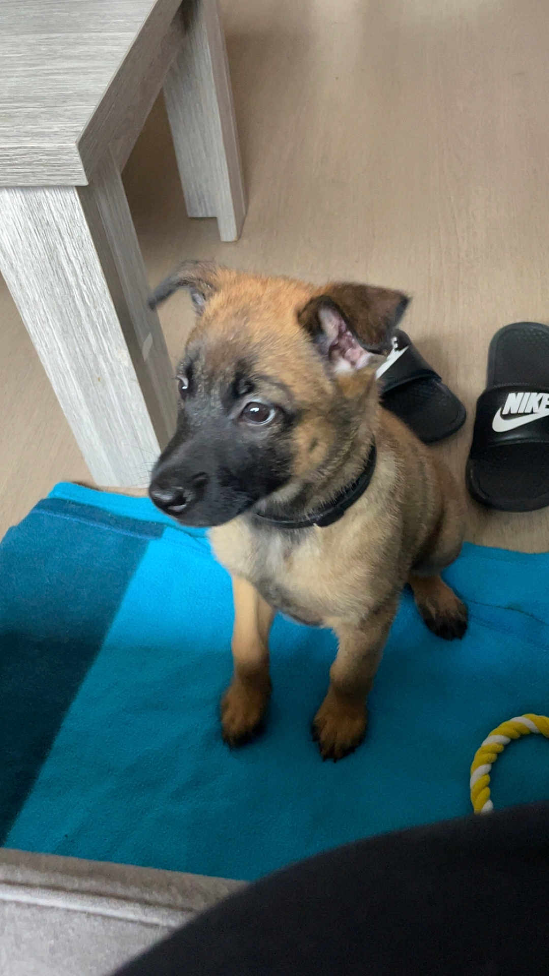 Nala