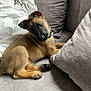 puppy, dog, couch, gray_cushion, blanket, indoor, pet, fur, black_face, tan_fur, head_tilt, cute, young_dog, collar, relaxed, comfort, living_room, animal, paw, snout
