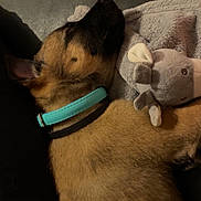 Nala participe au concours pour gagner de l'argent avec cette photo : dog, puppy, sleeping, collar, stuffed_animal, elephant_toy, brown_fur, cozy, resting, indoor, soft_texture, closeup, pet, animal, adorable, cuddle, relaxed, cute, toy, companion