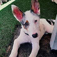 Dallas joined the competition — help win amazing prizes! animal, artificial_grass, black_and_white, brown_spots, collar, concrete, curious, dog, ears, face, grass, looking_at_camera, lying_down, nose, outdoor, paw, pet, playful, puppy, young_dog