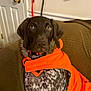 Remi joined the competition — help win amazing prizes! dog, orange_jacket, couch, indoor, pet, brown_head, spotted_body, leash, door, wall, collar, furniture, sitting, alert, animal, domestic, fur, cute, companion, household