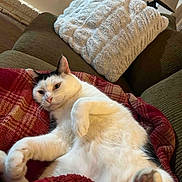 Sushi joined the competition — help win amazing prizes! cat, white_cat, black_markings, pet, feline, relaxed, lying_down, belly_up, raised_paw, paw, whiskers, ears, eyes, fur, blanket, red_blanket, couch, cushion, indoor, cozy