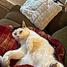 cat, white_cat, black_markings, pet, feline, relaxed, lying_down, belly_up, raised_paw, paw, whiskers, ears, eyes, fur, blanket, red_blanket, couch, cushion, indoor, cozy