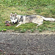 Ice participe au concours pour gagner de l'argent avec cette photo : dog, husky, grass, toy, rope_toy, outdoor, pet, animal, laying_down, greenery, wall, pavement, collar, canine, fur, nature, playful, relaxed, side_view, daylight