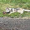 dog, husky, grass, toy, rope_toy, outdoor, pet, animal, laying_down, greenery, wall, pavement, collar, canine, fur, nature, playful, relaxed, side_view, daylight