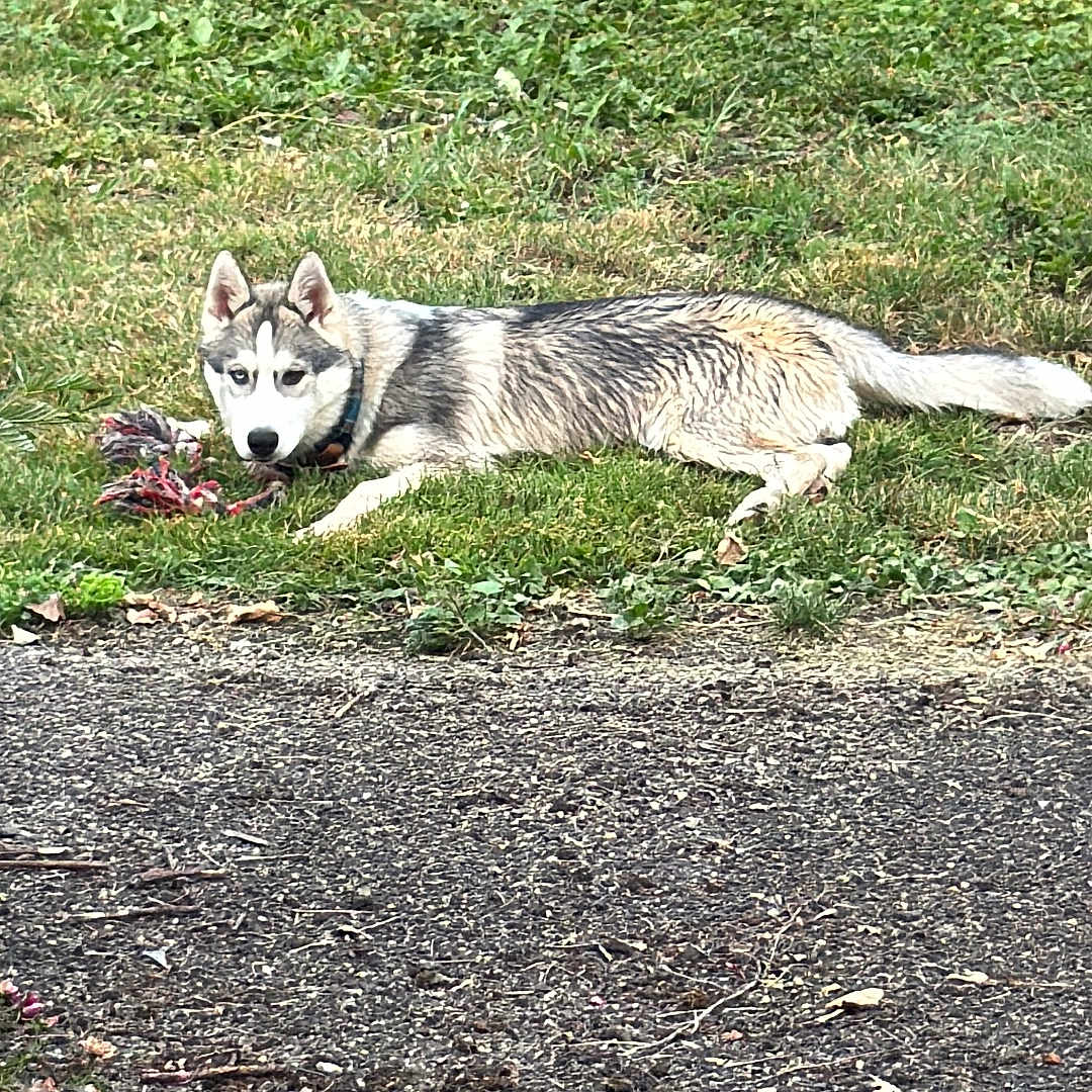 Ice participe au concours pour gagner de l'argent avec cette photo : dog, husky, grass, toy, rope_toy, outdoor, pet, animal, laying_down, greenery, wall, pavement, collar, canine, fur, nature, playful, relaxed, side_view, daylight