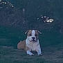 animal, brown_and_white, calm, canine, companion, cute, daytime, dog, ears, fur, grass, lying_down, mammal, nature, outdoor, pet, quiet, resting, shade, snout