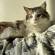 Shino participe au concours pour gagner de l'argent avec cette photo : cat, longhaired_cat, fluffy, white_and_gray, tabby, pet, animal, feline, face, eyes, whiskers, ears, fur, lying_down, bed, blanket, bedroom, indoors, cozy, portrait