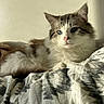 cat, longhaired_cat, fluffy, white_and_gray, tabby, pet, animal, feline, face, eyes, whiskers, ears, fur, lying_down, bed, blanket, bedroom, indoors, cozy, portrait