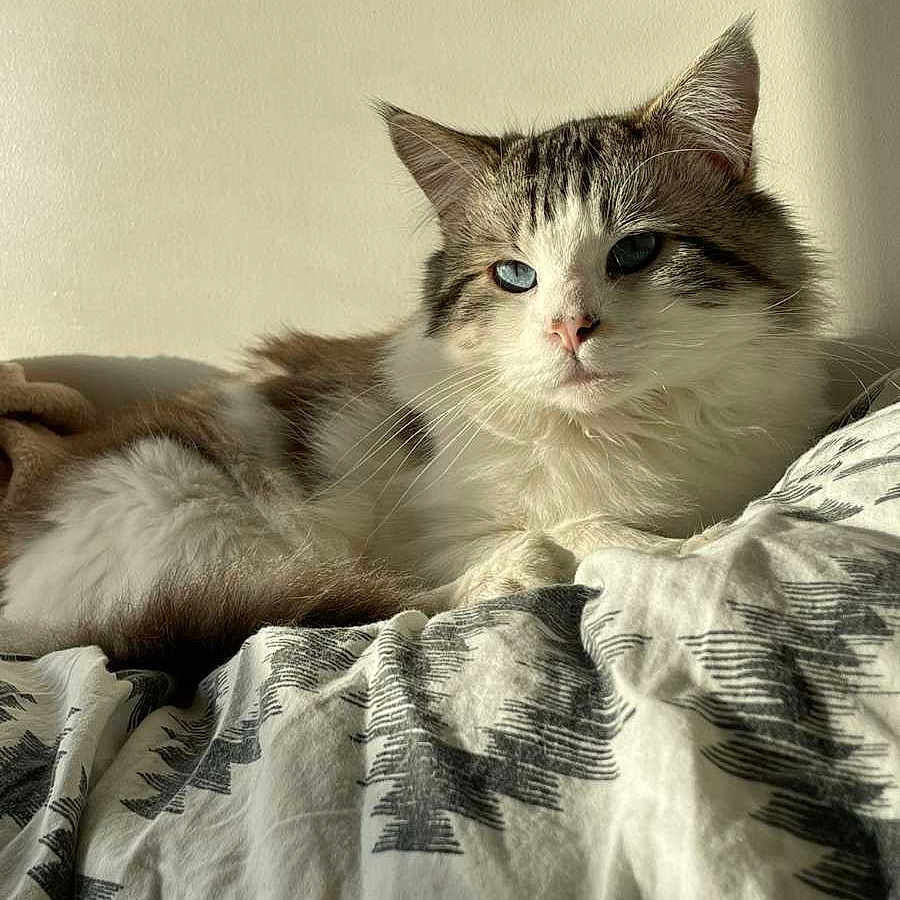 Shino participe au concours pour gagner de l'argent avec cette photo : cat, longhaired_cat, fluffy, white_and_gray, tabby, pet, animal, feline, face, eyes, whiskers, ears, fur, lying_down, bed, blanket, bedroom, indoors, cozy, portrait