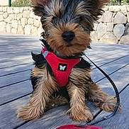Billy participe au concours pour gagner de l'argent avec cette photo : dog, puppy, yorkshire_terrier, small_dog, long_hair, fluffy, sitting, red_harness, leash, pet, outdoor, sunlight, wooden_deck, stone_wall, fence, building, portrait, cute, companion_animal, red_leash