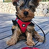 dog, puppy, yorkshire_terrier, small_dog, long_hair, fluffy, sitting, red_harness, leash, pet, outdoor, sunlight, wooden_deck, stone_wall, fence, building, portrait, cute, companion_animal, red_leash