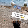 dog, small_dog, yorkshire_terrier, black_dog, red_harness, leash, water, lake, swans, ducks, waterfowl, shoreline, rocks, outdoors, nature, birdwatching, animal_encounter, speech_bubble, french_text, humor