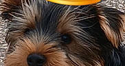 Billy a rejoint le concours — aidez-le/la à gagner de superbes lots ! dog, puppy, small_dog, yorkshire_terrier, pet, animal, crown, costume, funny, happy, tongue_out, fluffy, long_hair, black_fur, brown_fur, red_harness, leash, outdoor, ground, portrait