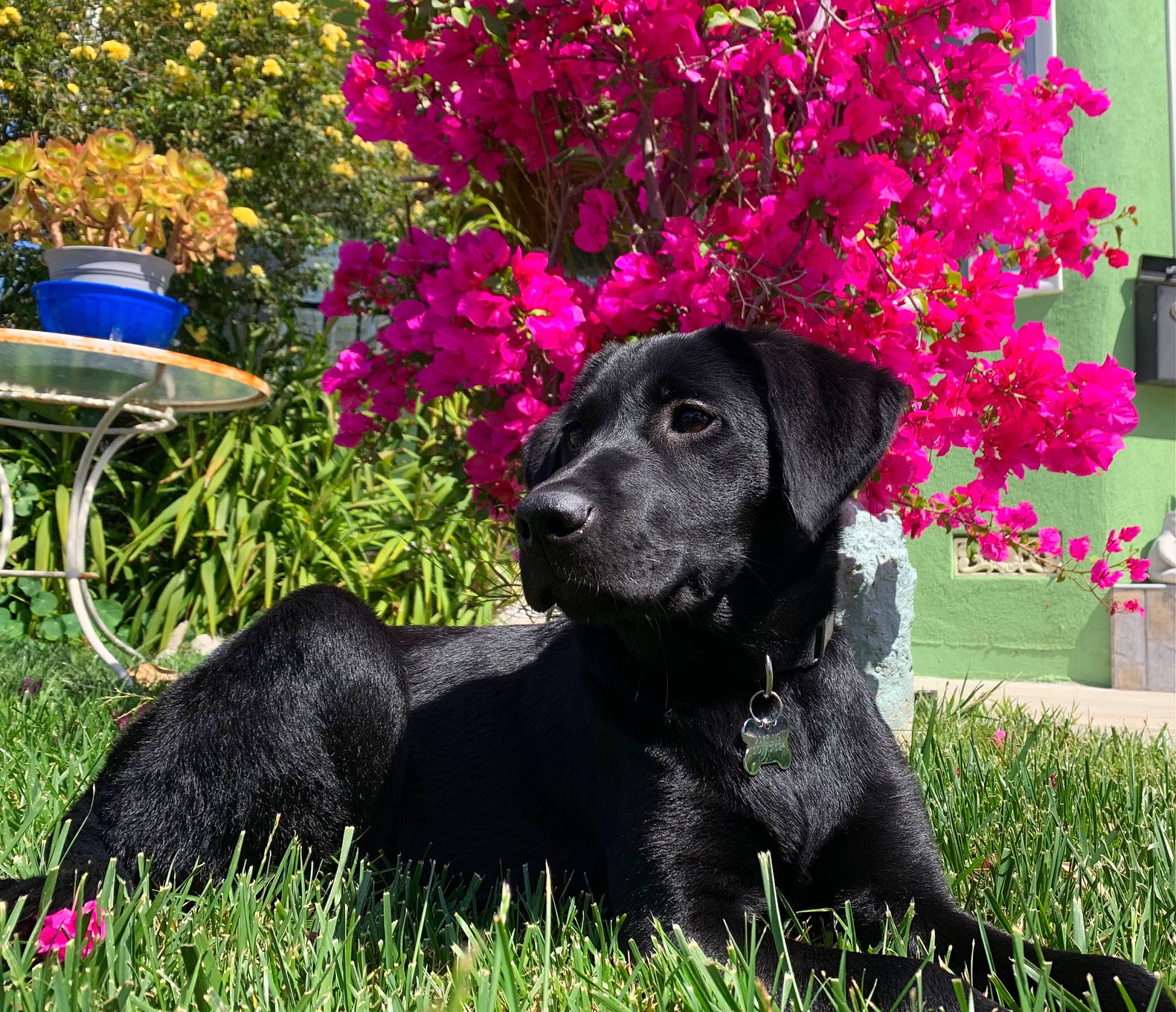 Dumpling joined the competition — help win amazing prizes! annual_plant, borador, canidae, carnivore, companion_dog, dog, dog_breed, flower, garden, grass, groundcover, gun_dog, landscaping, magenta, outdoor_furniture, petal, plant, shrub, sporting_group, working_animal