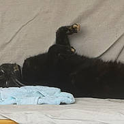 Duchesse a rejoint le concours — aidez-le/la à gagner de superbes lots ! black_cat, cat, pet, animal, feline, relaxed, lying_down, indoor, couch, towel, paw, fur, whiskers, sleepy, beige, soft, cozy, domestic, resting, cute