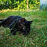 black_cat, cat, grass, outdoor, nature, greenery, animal, pet, feline, garden, leaf, plant, wildlife, mammal, closeup, eyes, field, summer, stealth, background