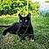 Duchesse