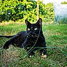 cat, black_cat, grass, outdoor, greenery, trees, nature, animal, pet, feline, sunlight, relaxing, alert, wildlife, plant_stem, background, daylight, closeup, grass_field, resting
