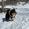 dog, snow, outdoor, winter, landscape, tree, mountain, blue_sky, nature, animal, fur, cold, daylight, canine, scenic, forest, snowy_ground, pet, mammal, leisure
