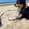 dog, beach, sand, ocean, sky, clouds, water, animal, outdoor, pet, canine, fur, sunlight, relaxing, nature, seaside, calm, daytime, landscape, mammal