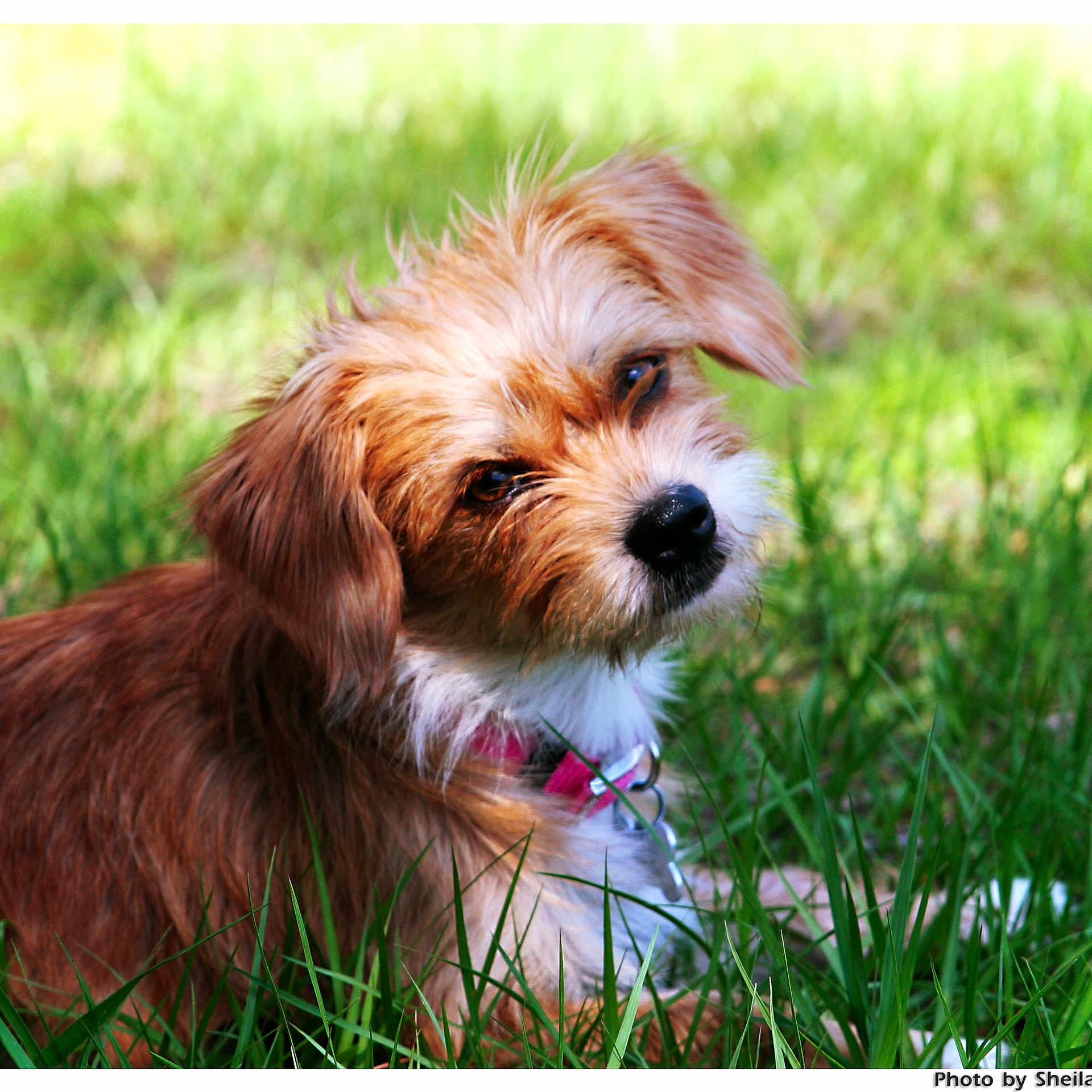 Macy joined the competition — help win amazing prizes! canidae, carnivore, cavachon, chinese_imperial_dog, companion_dog, dog, dog_breed, grass, havanese, lhasa_apso, maltepoo, mammal, morkie, norfolk_terrier, petit_basset_griffon_vendeen, puppy, rare_breed_dog, shih_tzu, sporting_lucas_terrier, vertebrate