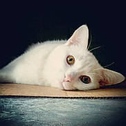 Nova is registered to the contest to win money with this photo: burmilla, carnivore, cat, cloud, ear, eye, felidae, fur, khao_manee, kitten, night, nose, paw, skin, sky, small_to_medium_sized_cats, turkish_angora, turkish_van, whiskers, white