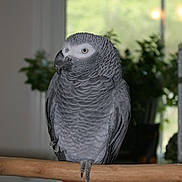 Sati joined the competition — help win amazing prizes! african_grey, beak, bird, budgie, cage, feather, parakeet, parrot, vertebrate, wildlife