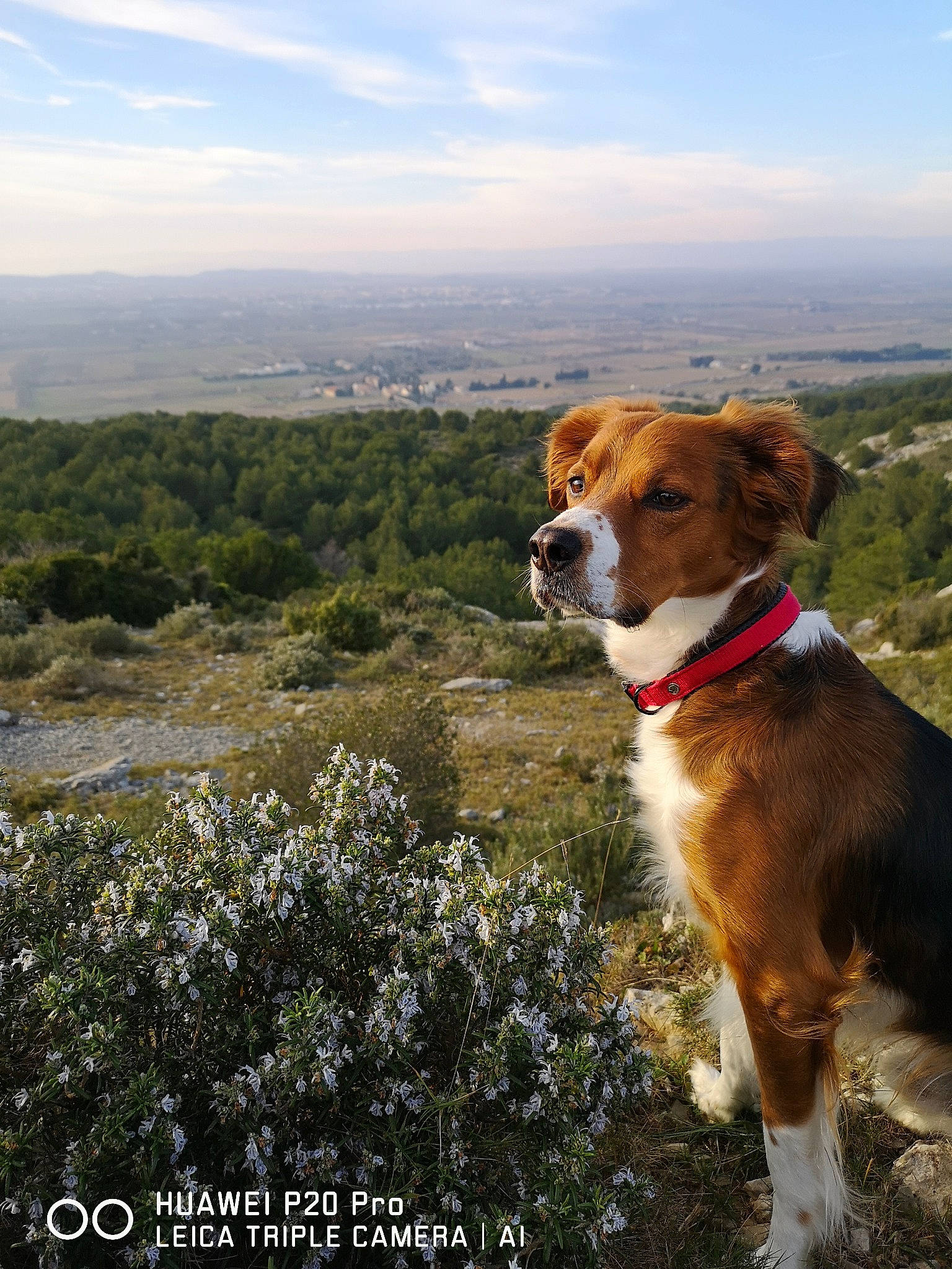 Eiko a rejoint le concours — aidez-le/la à gagner de superbes lots ! adventure, canidae, carnivore, companion_dog, dog, dog_breed, dog_hiking, flower, hiking, hill, hunting_dog, kooikerhondje, mountain, nova_scotia_duck_tolling_retriever, recreation, sporting_group, trail, walking, wildflower