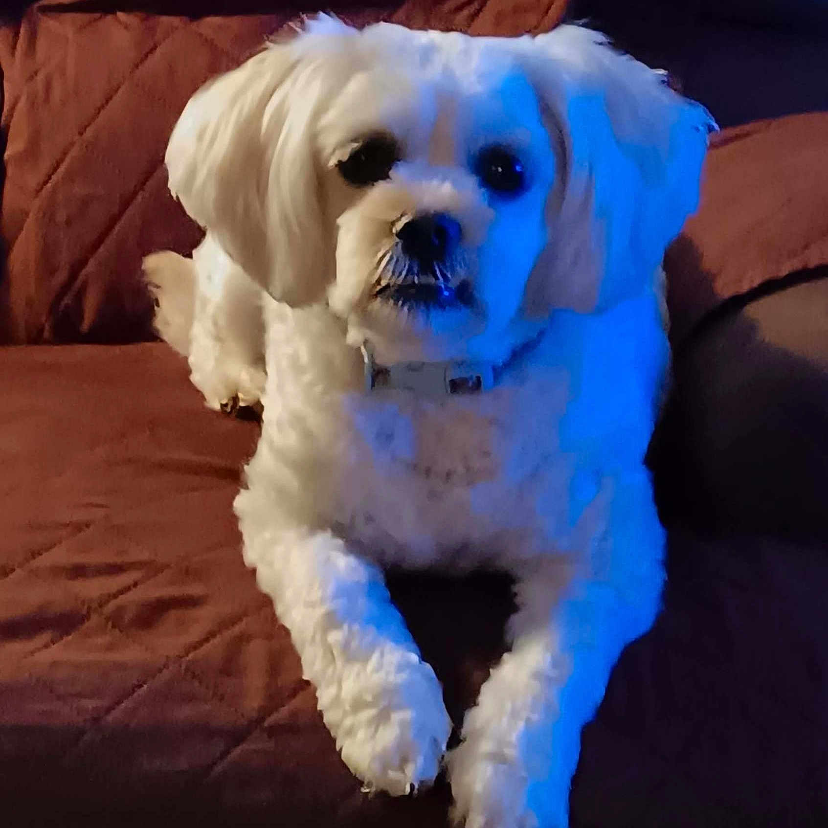 Jake