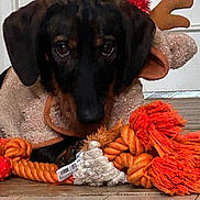 Argos participe au concours pour gagner de l'argent avec cette photo : animal, antlers, black, brown, christmas, cute, dog, eyes, floor, holiday, indoor, looking, lying_down, nose, orange, pet, reindeer_costume, rope_toy, toy, white