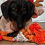 animal, antlers, black, brown, christmas, cute, dog, eyes, floor, holiday, indoor, looking, lying_down, nose, orange, pet, reindeer_costume, rope_toy, toy, white