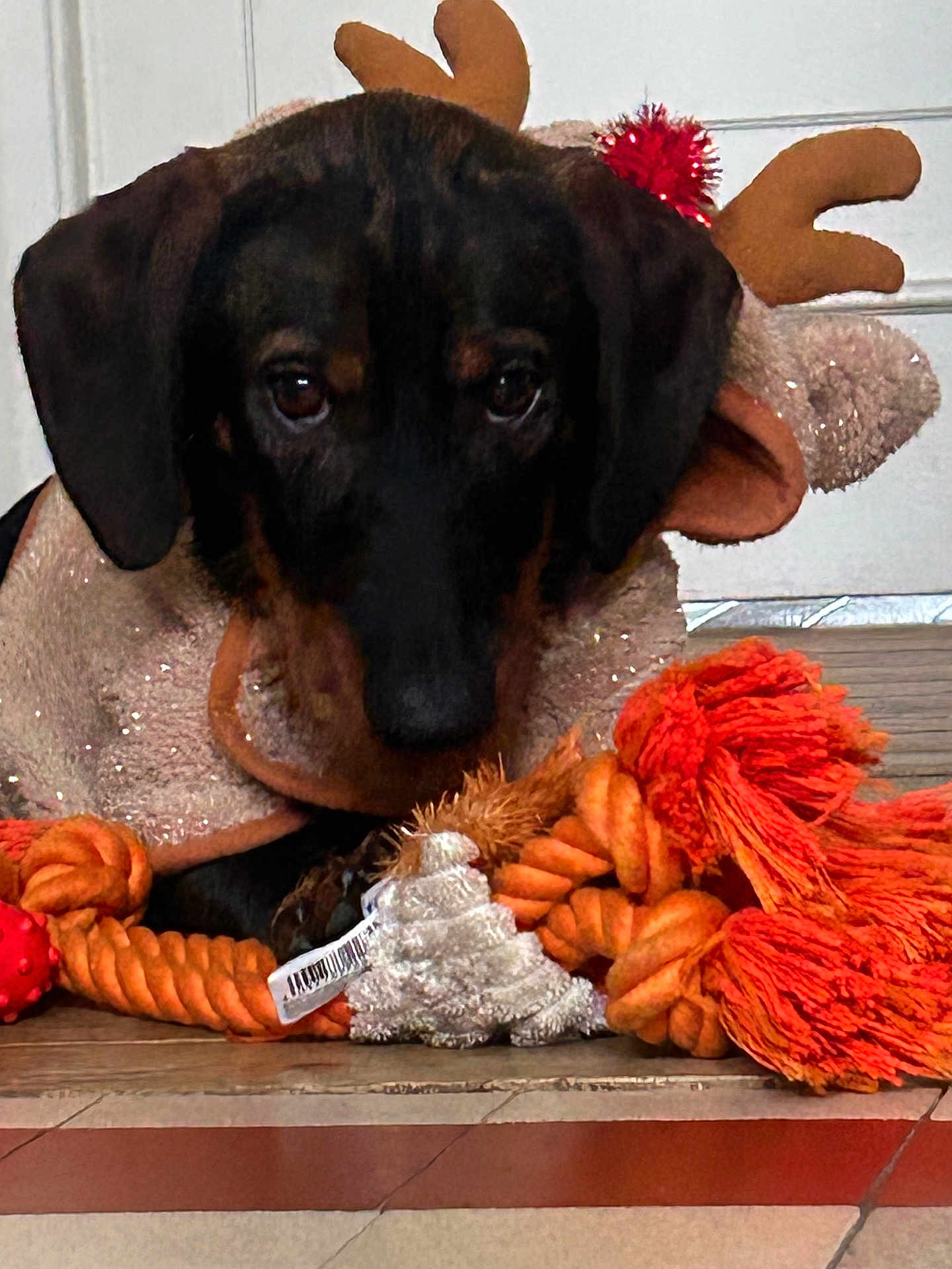 Argos participe au concours pour gagner de l'argent avec cette photo : animal, antlers, black, brown, christmas, cute, dog, eyes, floor, holiday, indoor, looking, lying_down, nose, orange, pet, reindeer_costume, rope_toy, toy, white