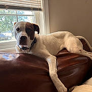 Cotton is registered to the contest to win money with this photo: dog, brown_leather_couch, window, indoor, relaxed, pet, canine, white_coat, half_brown_face, natural_light, furniture, living_room, curious, domestic_animal, collar, resting, house, cozy, daylight, calm