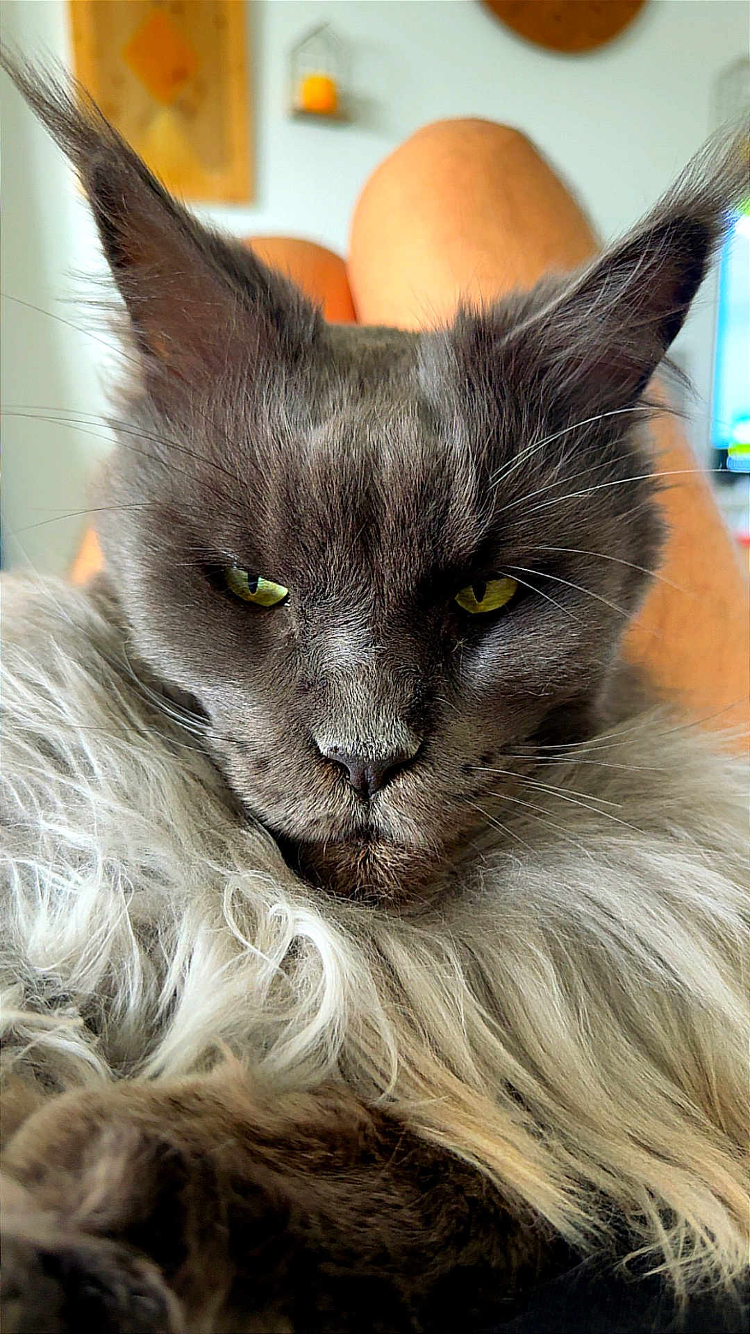 Run participe au concours pour gagner de l'argent avec cette photo : cat, long_hair, grey_fur, green_eyes, whiskers, close_up, portrait, pet, indoor, cozy, majestic, ear_tufts, fluffy, nose, paws, relaxed, fur_texture, sleepy, muzzle, domestic_cat